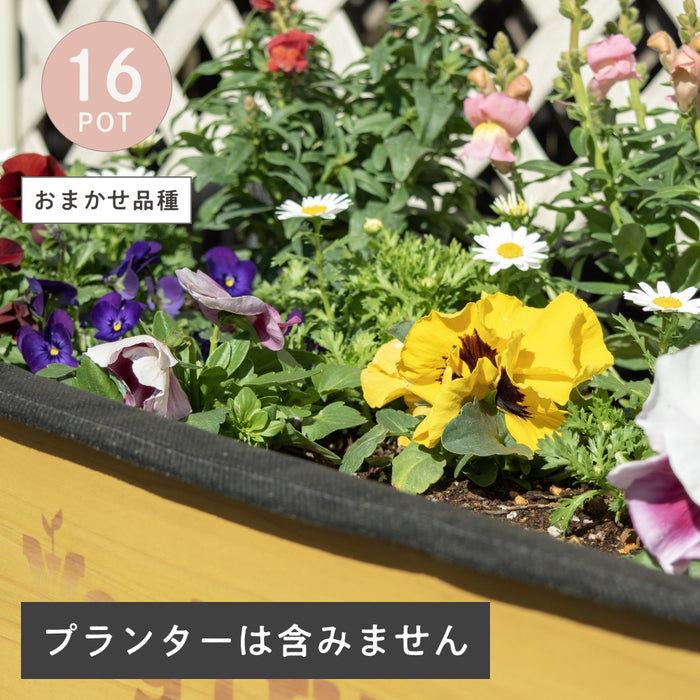 つづける菜園セット 春のお花アソート 16ポット