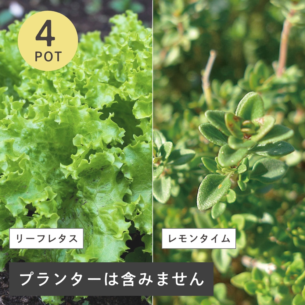 つづける菜園セット
